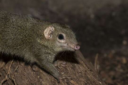 Image of Tree Shrew Sp.