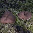 Image of Gyromitra parma (J. Breitenb. & Maas Geest.) Kotl. & Pouzar 1974