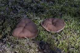 Image of Gyromitra parma (J. Breitenb. & Maas Geest.) Kotl. & Pouzar 1974