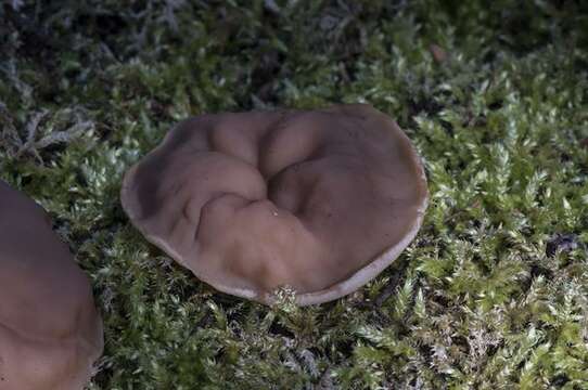 Image of Gyromitra parma (J. Breitenb. & Maas Geest.) Kotl. & Pouzar 1974