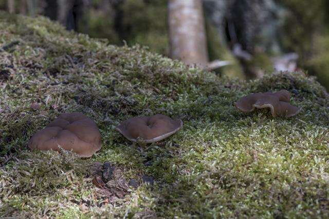 Image of Gyromitra parma (J. Breitenb. & Maas Geest.) Kotl. & Pouzar 1974