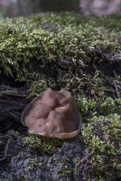 Image of Gyromitra parma (J. Breitenb. & Maas Geest.) Kotl. & Pouzar 1974