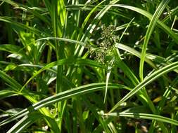 Image of Sedges