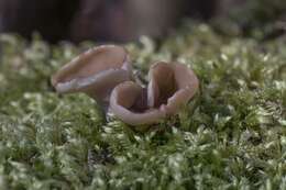 Image of Gyromitra parma (J. Breitenb. & Maas Geest.) Kotl. & Pouzar 1974