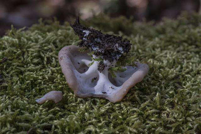 Image of Gyromitra parma (J. Breitenb. & Maas Geest.) Kotl. & Pouzar 1974