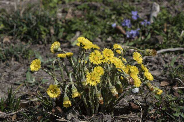 Image of coltsfoot