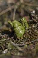 Image of grapefern