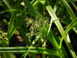 Image of Sedges