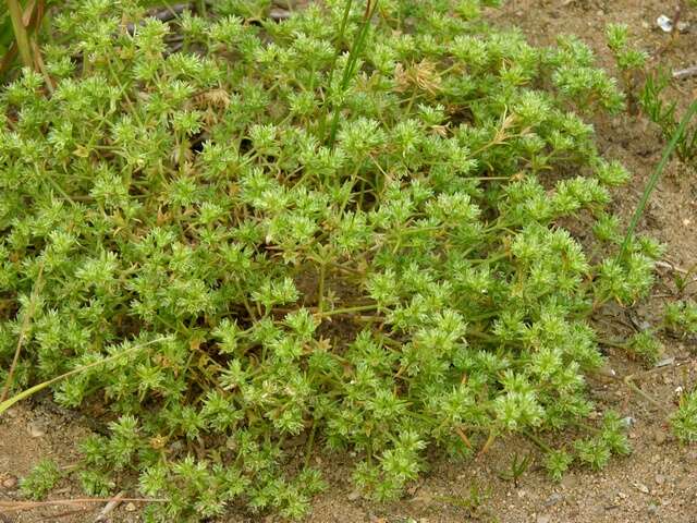 Scleranthus annuus (rights holder: JC Schou)