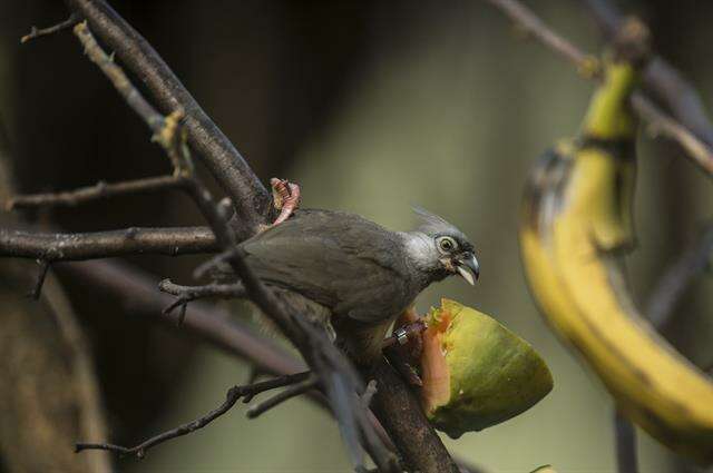 Coliiformes resmi