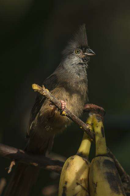 Coliiformes resmi