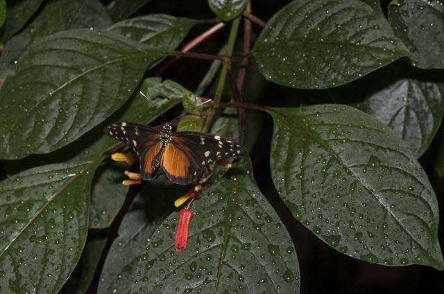 Image of Heliconius