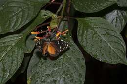 Imagem de Heliconius