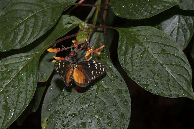 Image of Heliconius