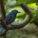 Image of Asian Fairy Bluebird