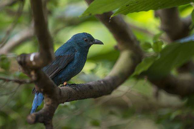 Image of fairy-bluebirds