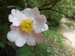 Image of chestnut rose