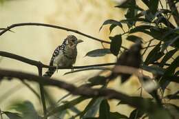 Image of African terrestrial barbets