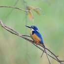 صورة Alcedo semitorquata Swainson 1823