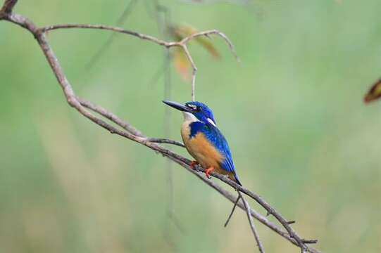 Image of Alcedo Linnaeus 1758