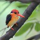 Image of Black-backed Kingfisher