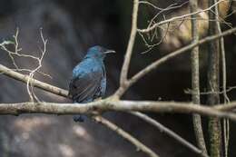 Image of fairy-bluebirds