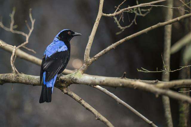 Image of fairy-bluebirds