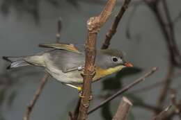 Image of Leiothrix Swainson 1832