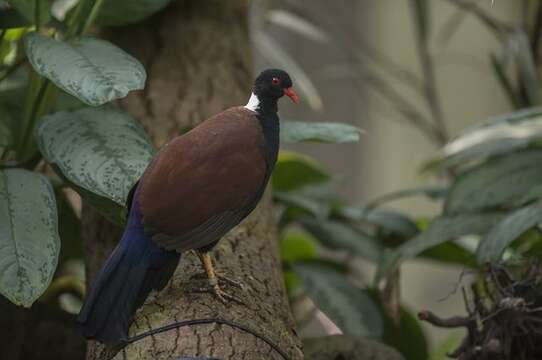 Image of Green-naped Pheasant-pigeon