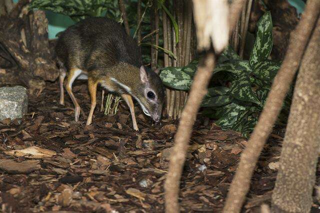 Image of chevrotains and mouse-deer