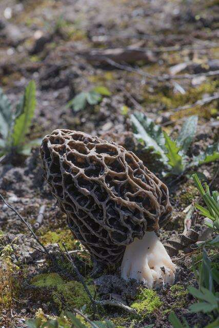 Plancia ëd Morchellaceae