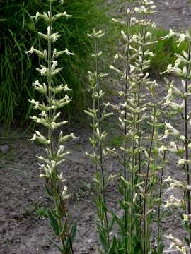 Image of Silene viscosa (L.) Pers.