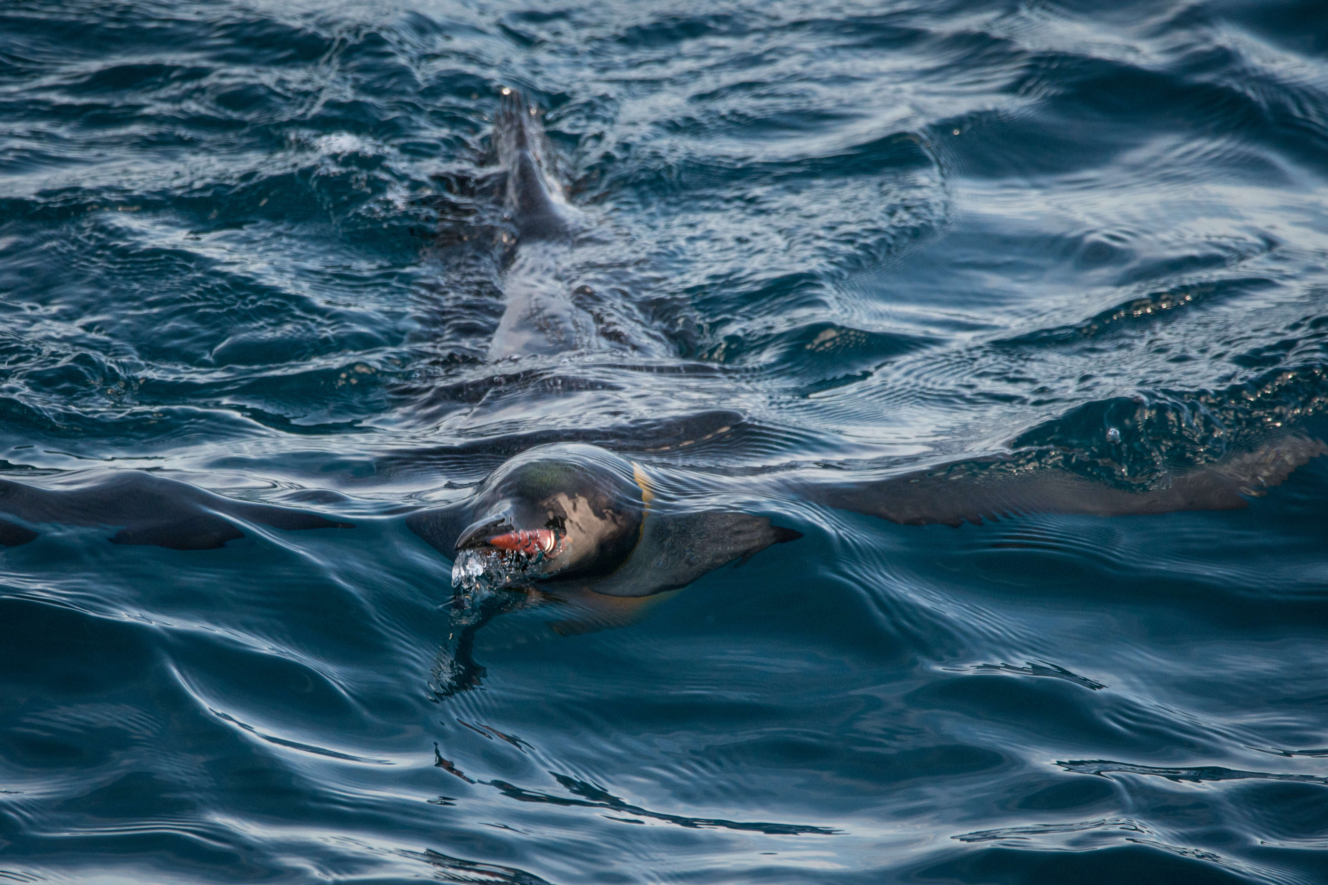 Image of King Penguin