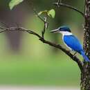 Image of Collared Kingfisher