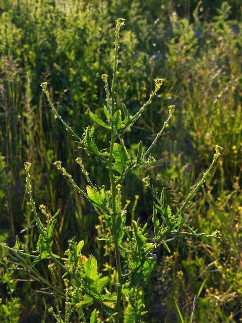 Imagem de Sisymbrium