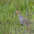 Image of Gray Partridge