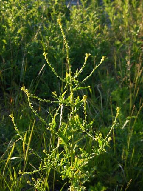 Imagem de Sisymbrium