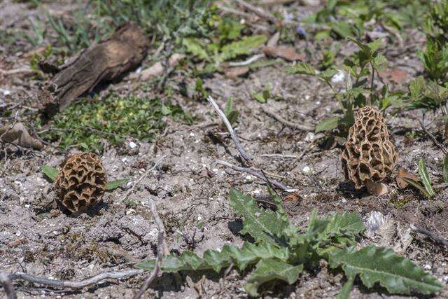 Image of Morchellaceae