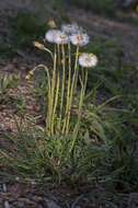 Image of coltsfoot