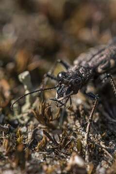 Image of Heath tiger beetle