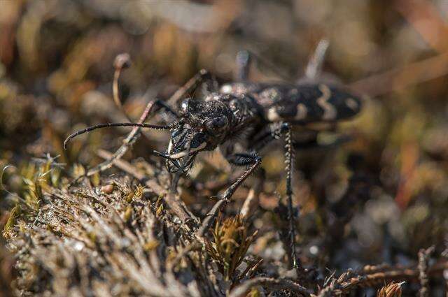 Image of Heath tiger beetle