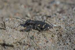 Image of Heath tiger beetle