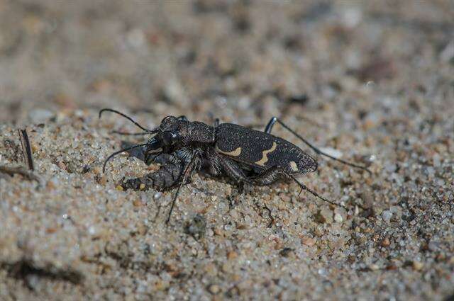 Image of Heath tiger beetle