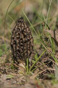 Image de Morchellaceae