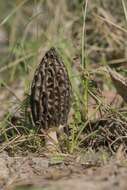 Image de Morchellaceae