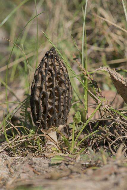 Image of Morchellaceae