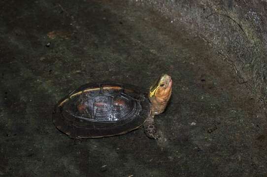 Image of Asian box turtle