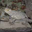 Image of central bearded dragon