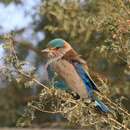 Image of Indian Roller