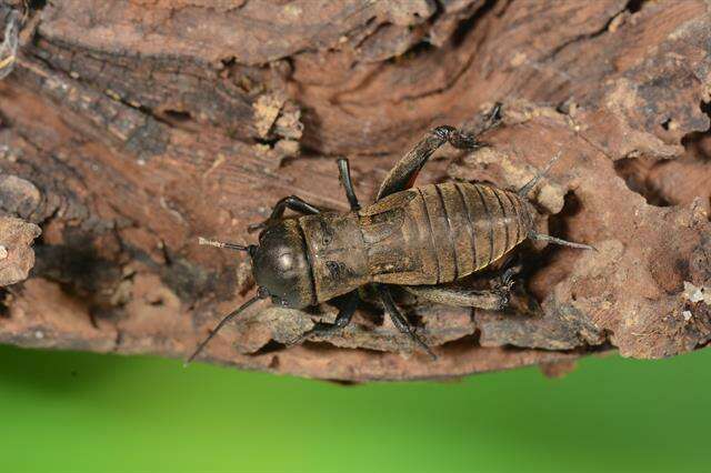 Image of Field Crickets